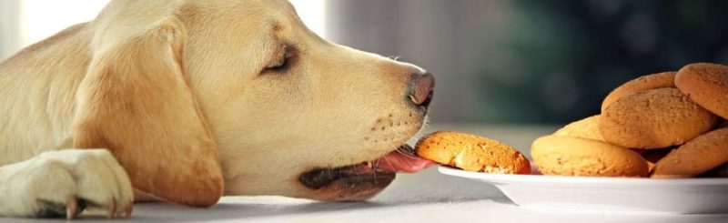 מתכון טבעוני עוגיות נענע לכלבים
