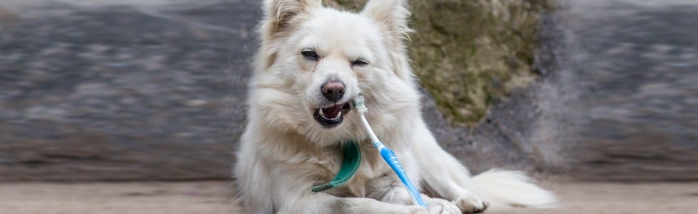 צחצוח שיניים ובריאות הפה בכלבים