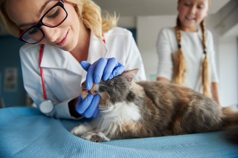 מחלות נפוצות אצל חתולים: כיצד לזהות אותן ומה לעשות
