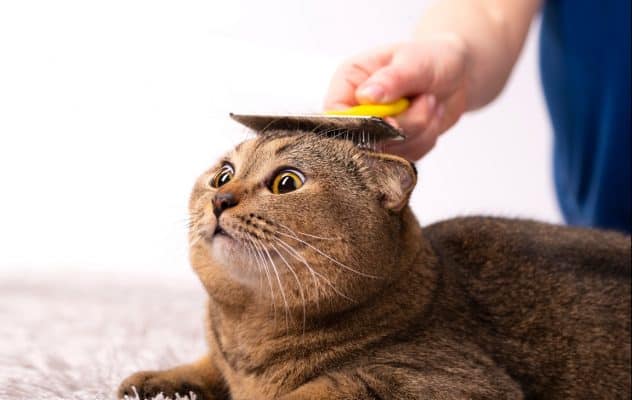 גלו כיצד לטפח את הפרווה והעור של החתול שלכם בצורה בריאה