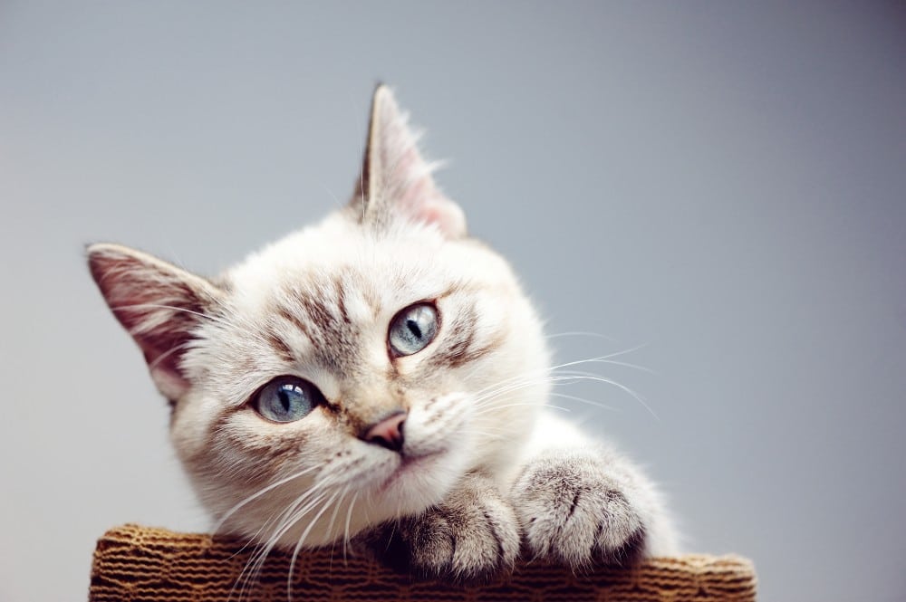 תולעים אצל חתולים: זיהוי, אבחון ודרכי טיפול