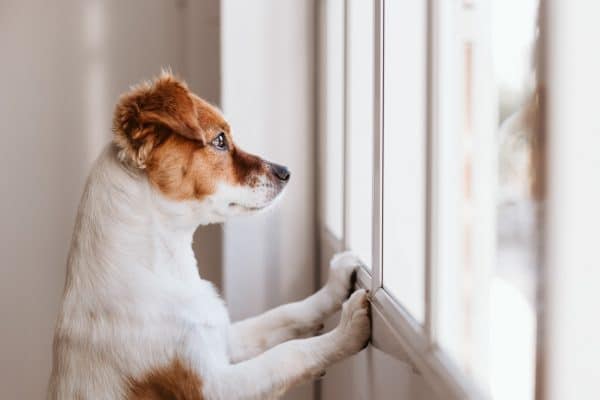 כמה זמן כלב יכול להישאר לבד?
