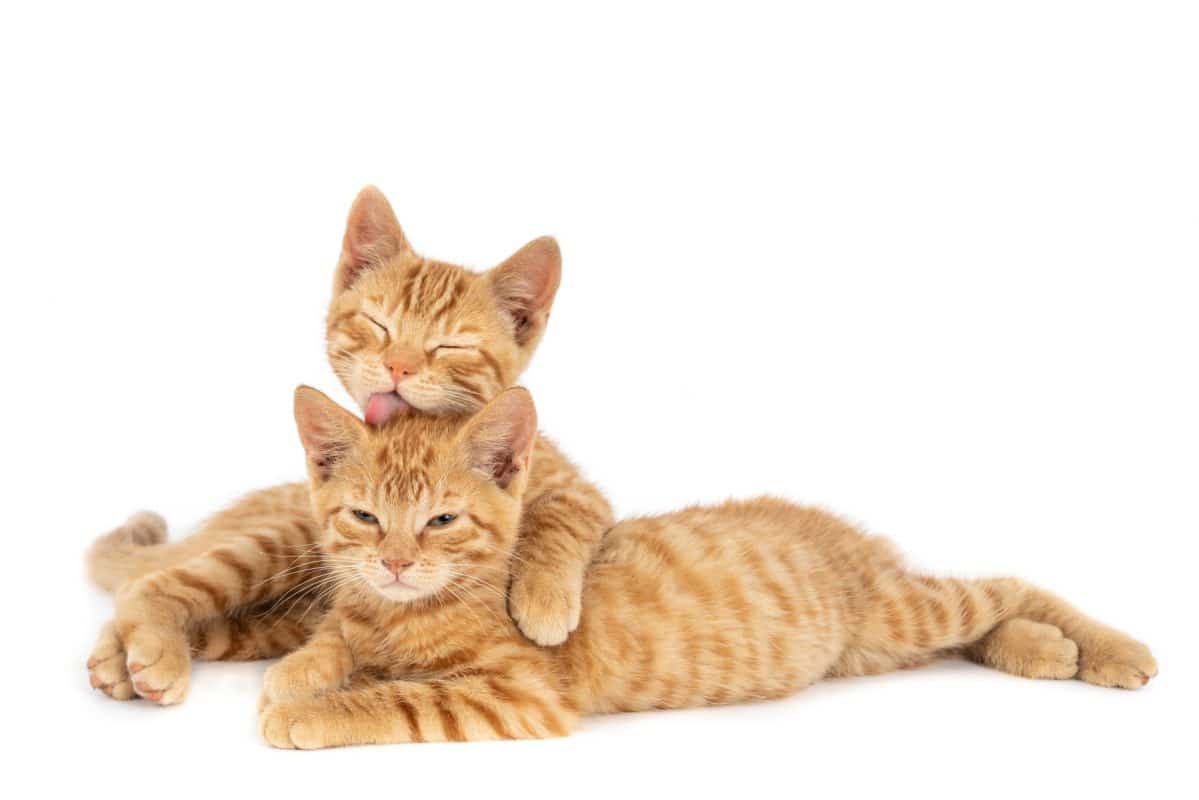 5 מיתוסים על חתולים – והאם הם נכונים