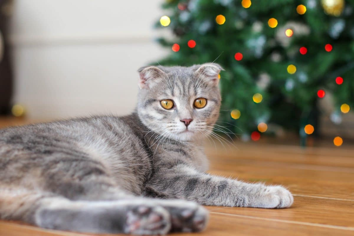 איך מטפלים בגור חתולים צעיר – כל התשובות לשאלות החשובות
