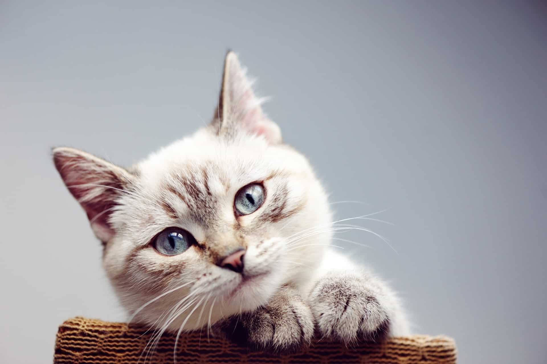 איך מטפלים בגור חתולים צעיר – כל התשובות לשאלות החשובות
