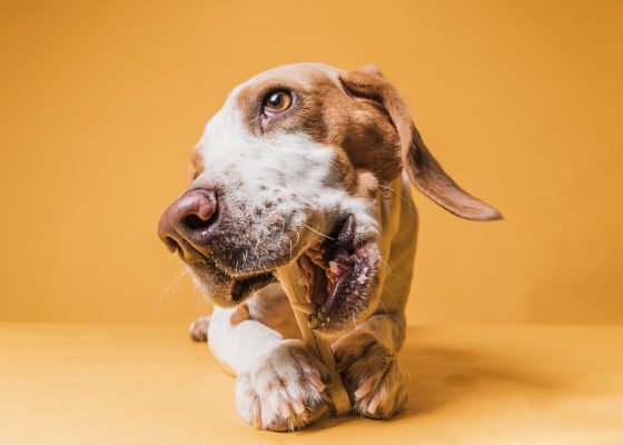 הכלב אלרגי לאוכל – מה לעשות ואיך לטפל?