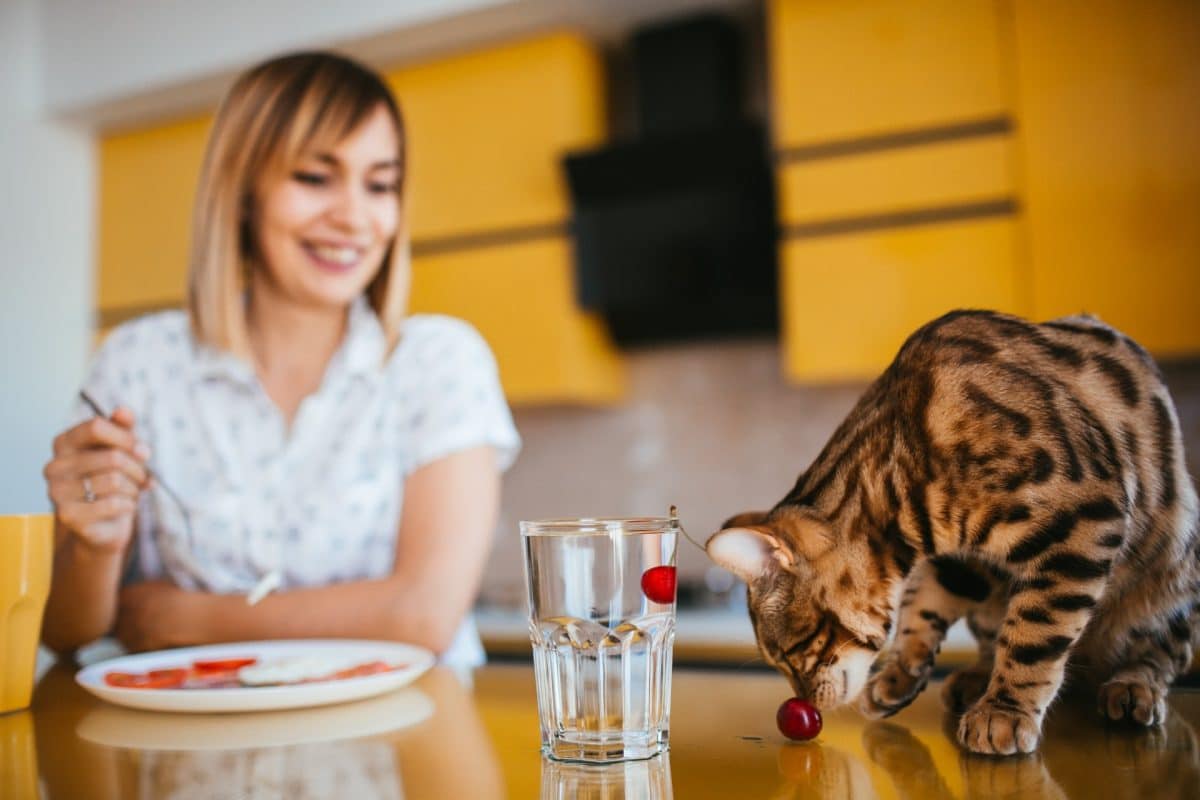 מדוע חתולים לא אוכלים הרבה בחודשי הקיץ