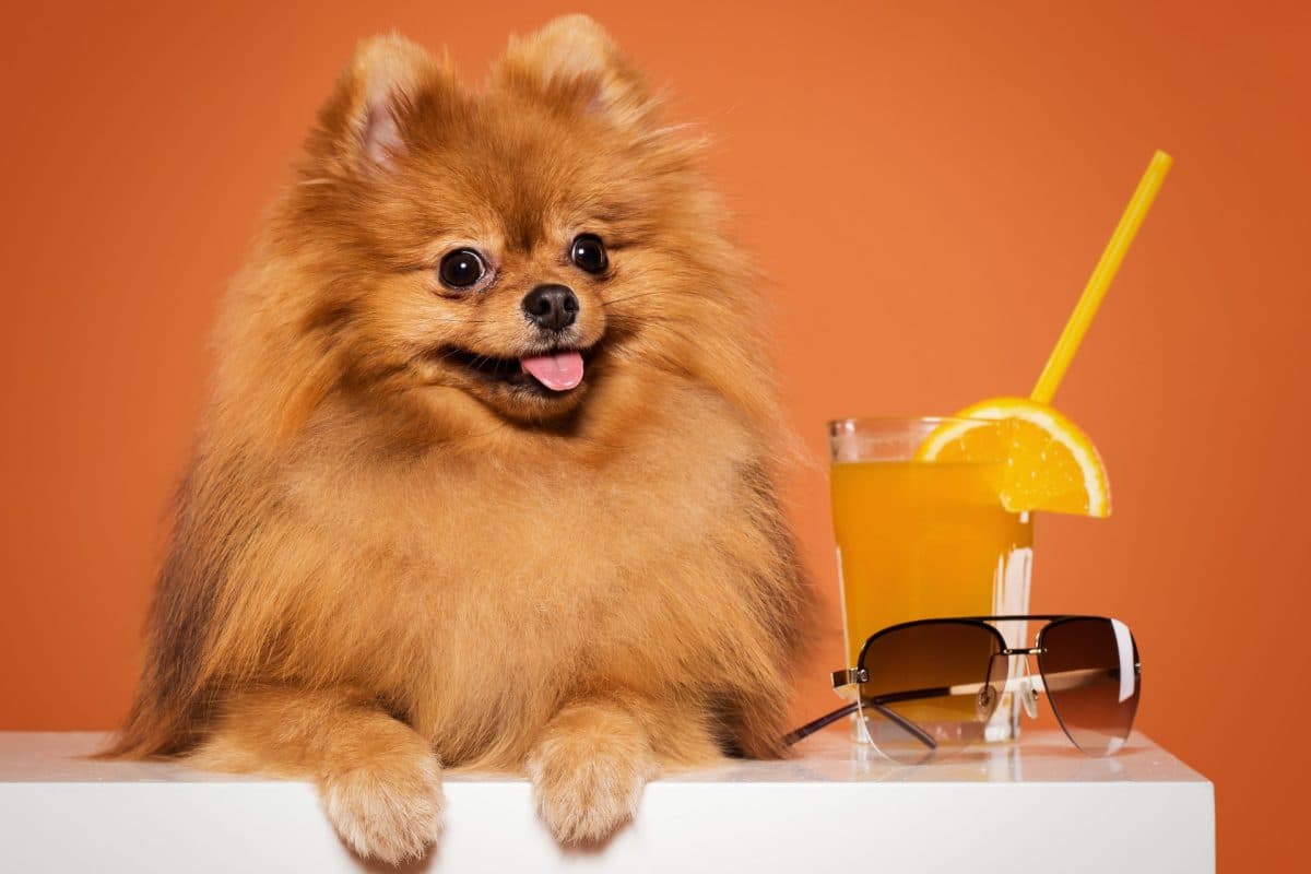כל כמה זמן צריך לתת לכלב לשתות בחודשי הקיץ החמים?