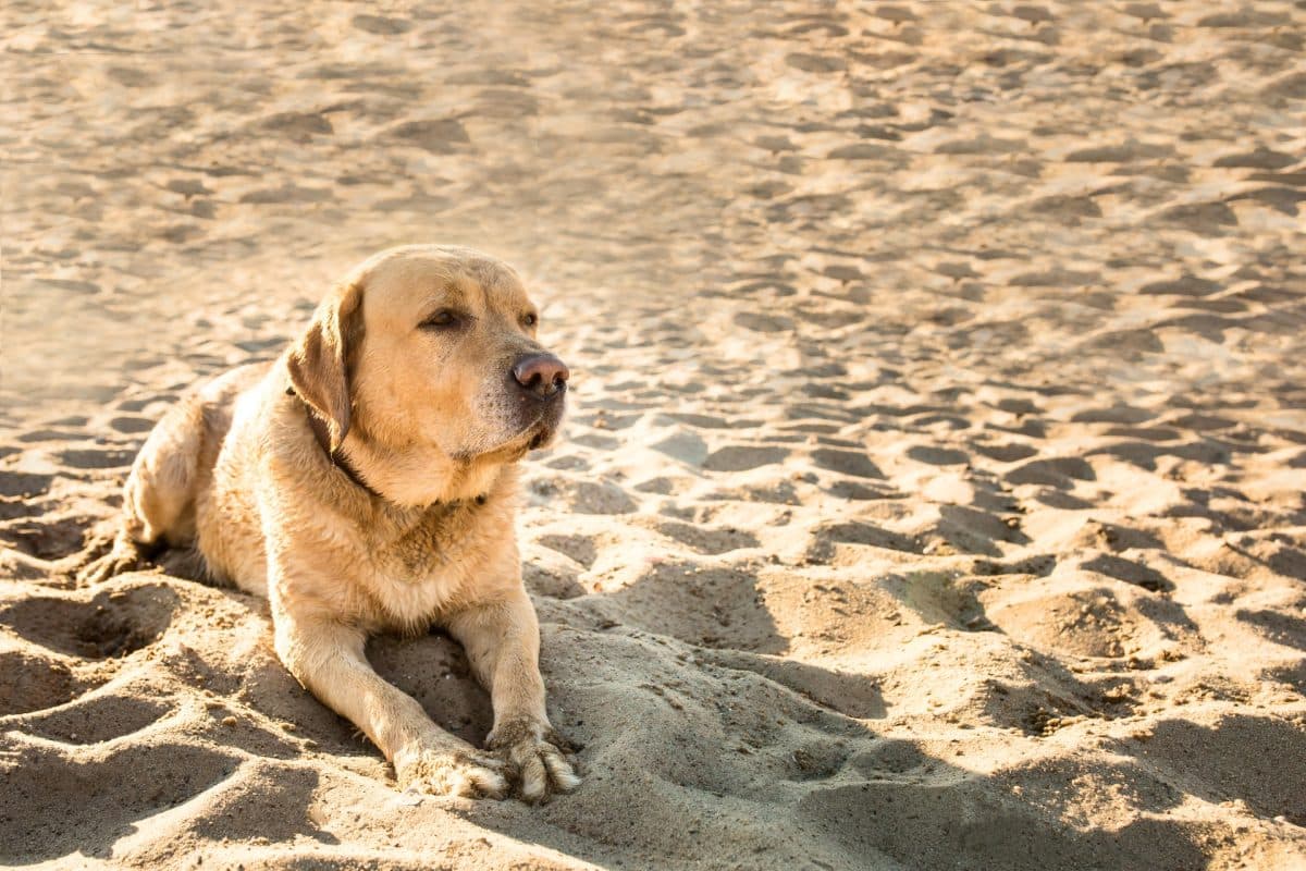 טיול עם הכלב בים – מה כדאי להביא?