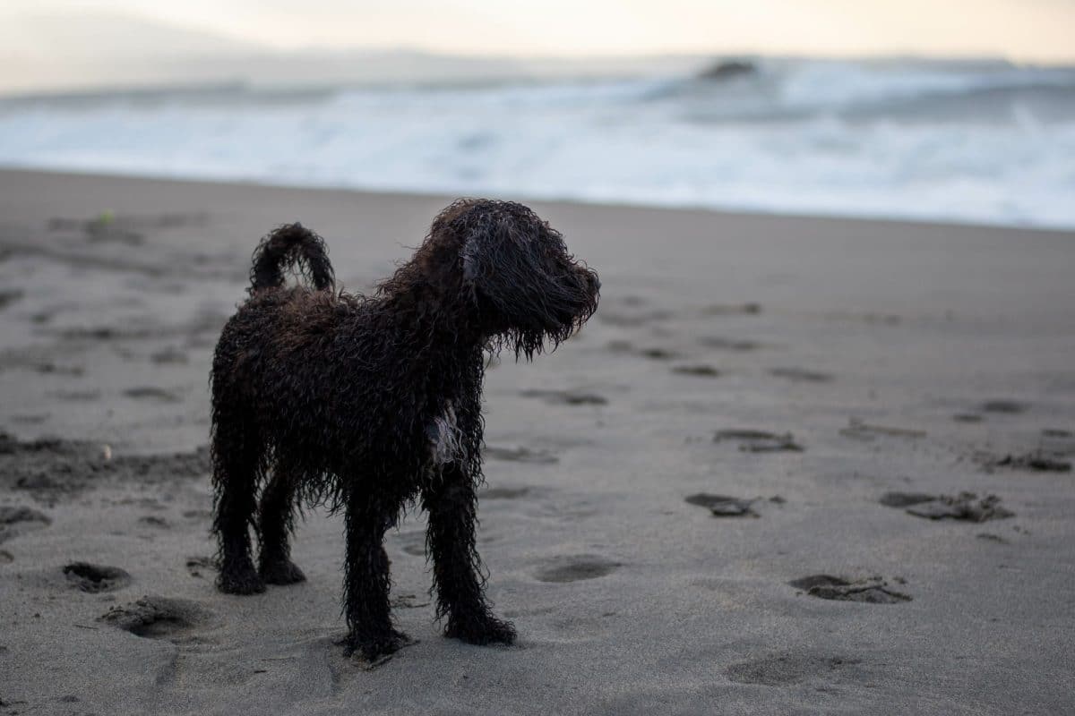 טיול עם הכלב בים – מה כדאי להביא?