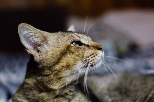 שפת הגוף של חתולים: מה הם מנסים להגיד לנו?