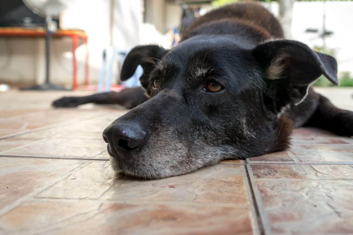 טיפול בכלבים מבוגרים: מה חשוב לדעת