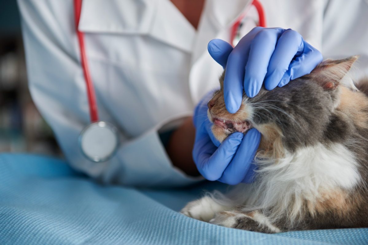 איך לשמור על בריאות השיניים והחניכיים של חתולים