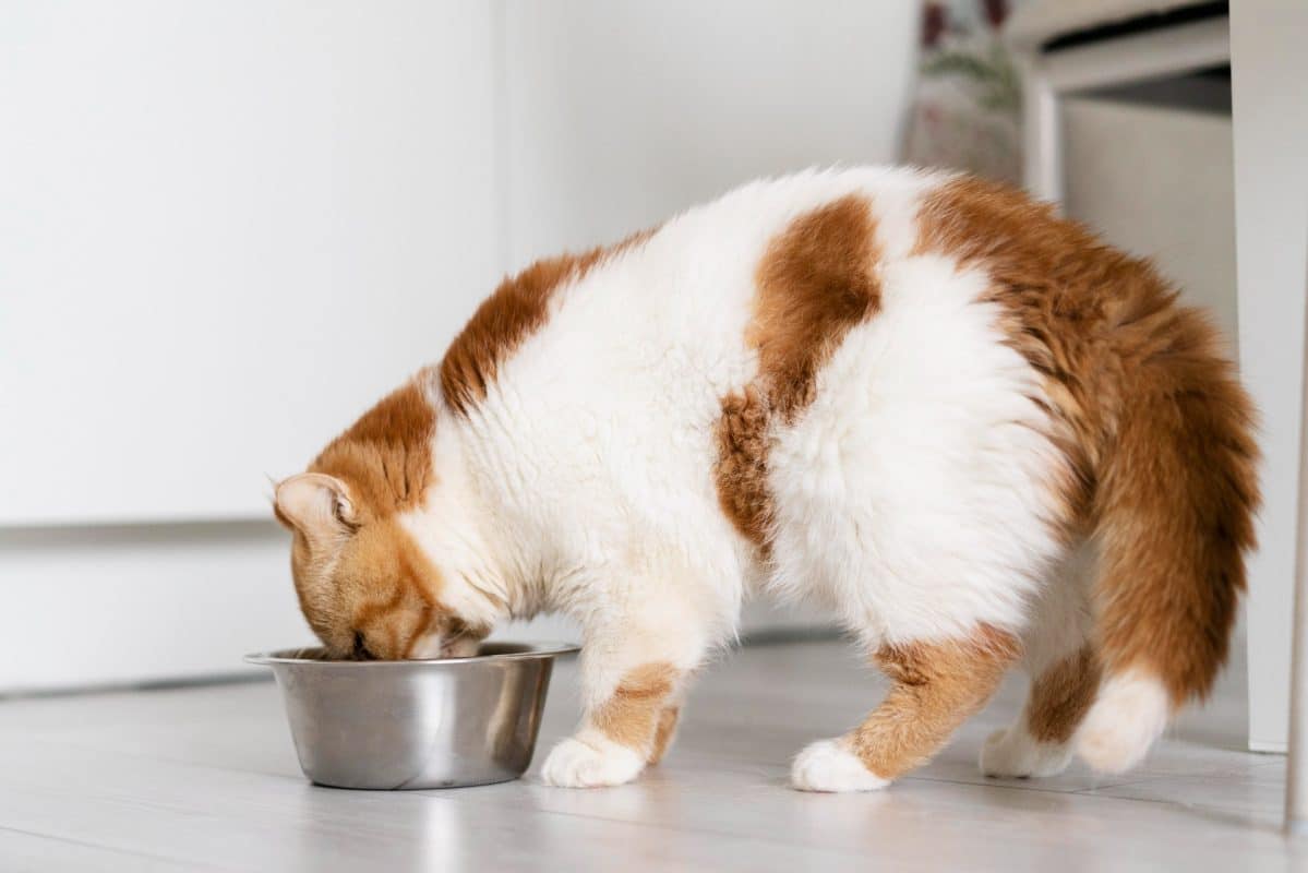האם חתולים זקוקים למזון רטוב? גלו את היתרונות של מזון חתולים רטוב