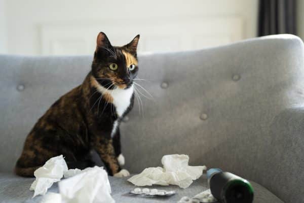 עצירות אצל חתולים: סימני אזהרה וטיפול בבעיה