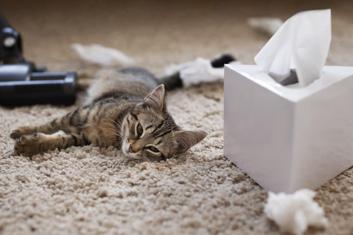 עצירות אצל חתולים: סימני אזהרה וטיפול בבעיה
