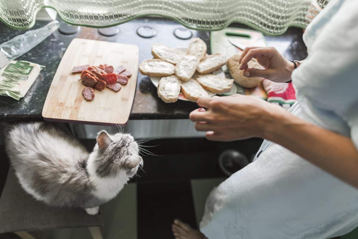 איזה אוכל של בני אדם חתולים יכולים לאכול?