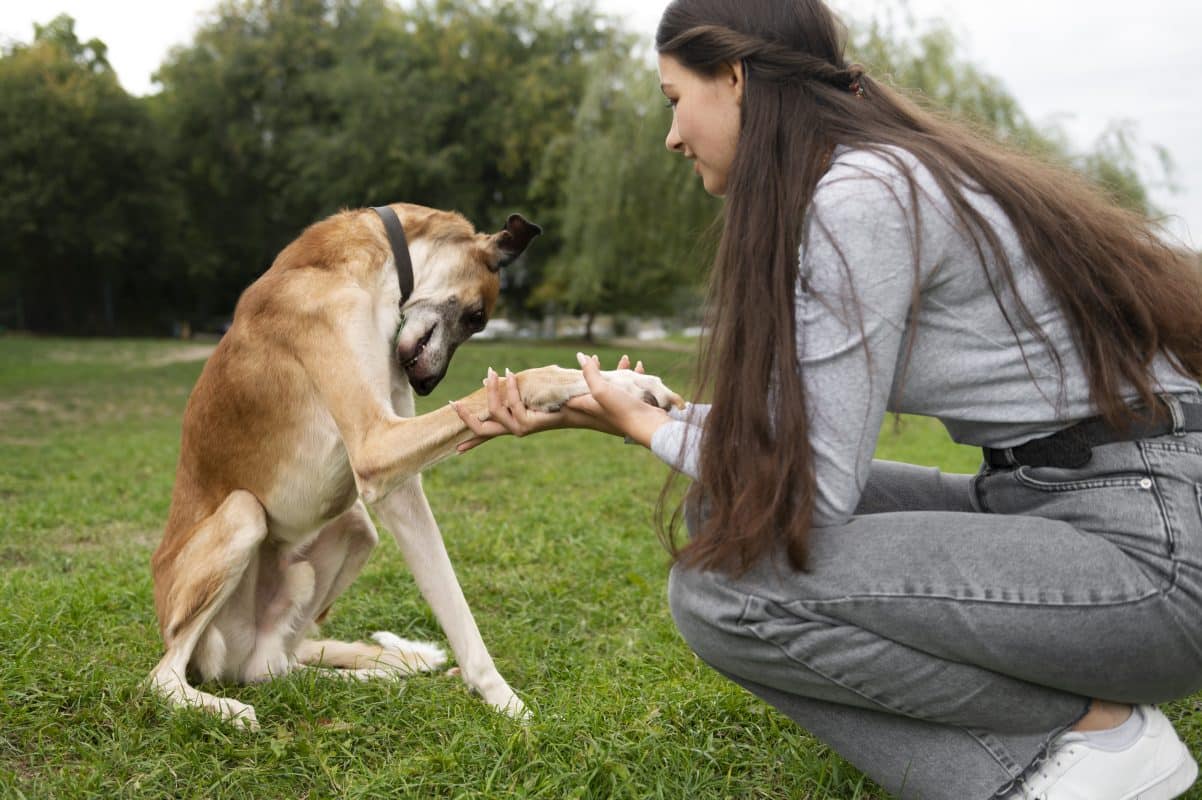 כיצד לטפל בהתנהגות אגרסיבית אצל כלבים?
