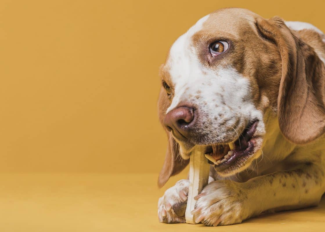 עור רגיש אצל כלבים: כיצד לטפל במצב?