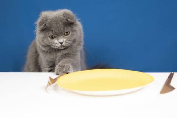 מה מאפיין אוכל חתולים איכותי? כאן התשובות