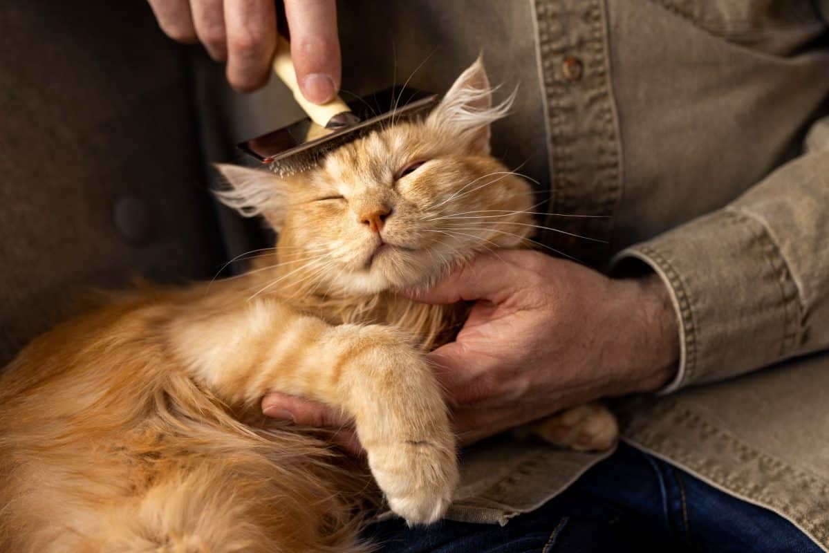 טיפול בחתולים מבוגרים: אילו התאמות אתם צריכים לעשות?
