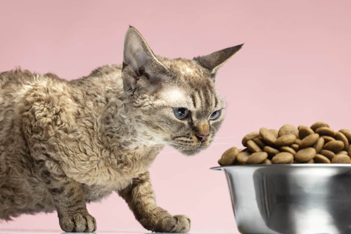 החלפת מזון לחתולים: מתי וכיצד תחליפו את המזון לחתול שלכם