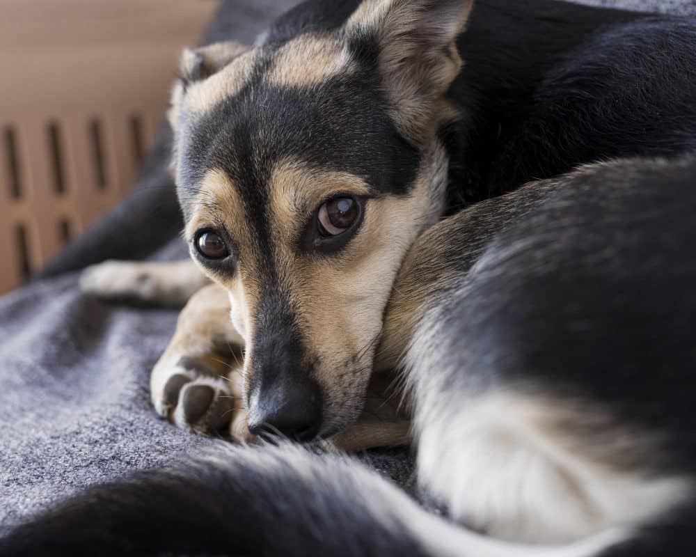 חרדת נטישה אצל כלבים: סימנים ודרכי התמודדות עם הבעיה