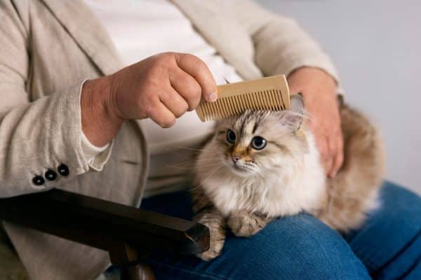 קשקשים אצל חתולים: מידע חשוב ודרכי טיפול