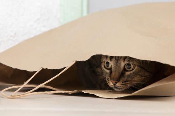 חתולים ומשחקי מחבואים: על הקשר החשוב בין השניים