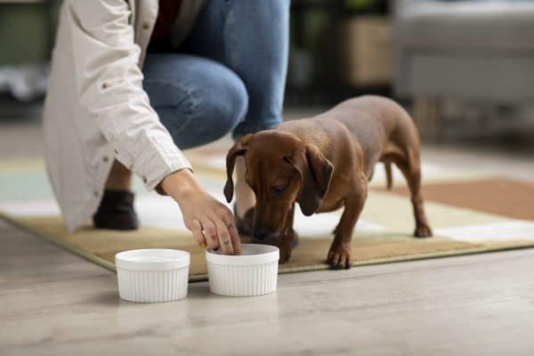 רכיבי מזון לבריאות המוח של כלבים: מה חשוב לדעת?