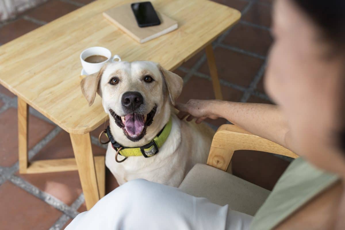 רכיבי מזון לבריאות המוח של כלבים: מה חשוב לדעת?