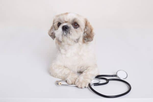 לחץ דם גבוה אצל כלבים: מה חשוב לדעת בנושא