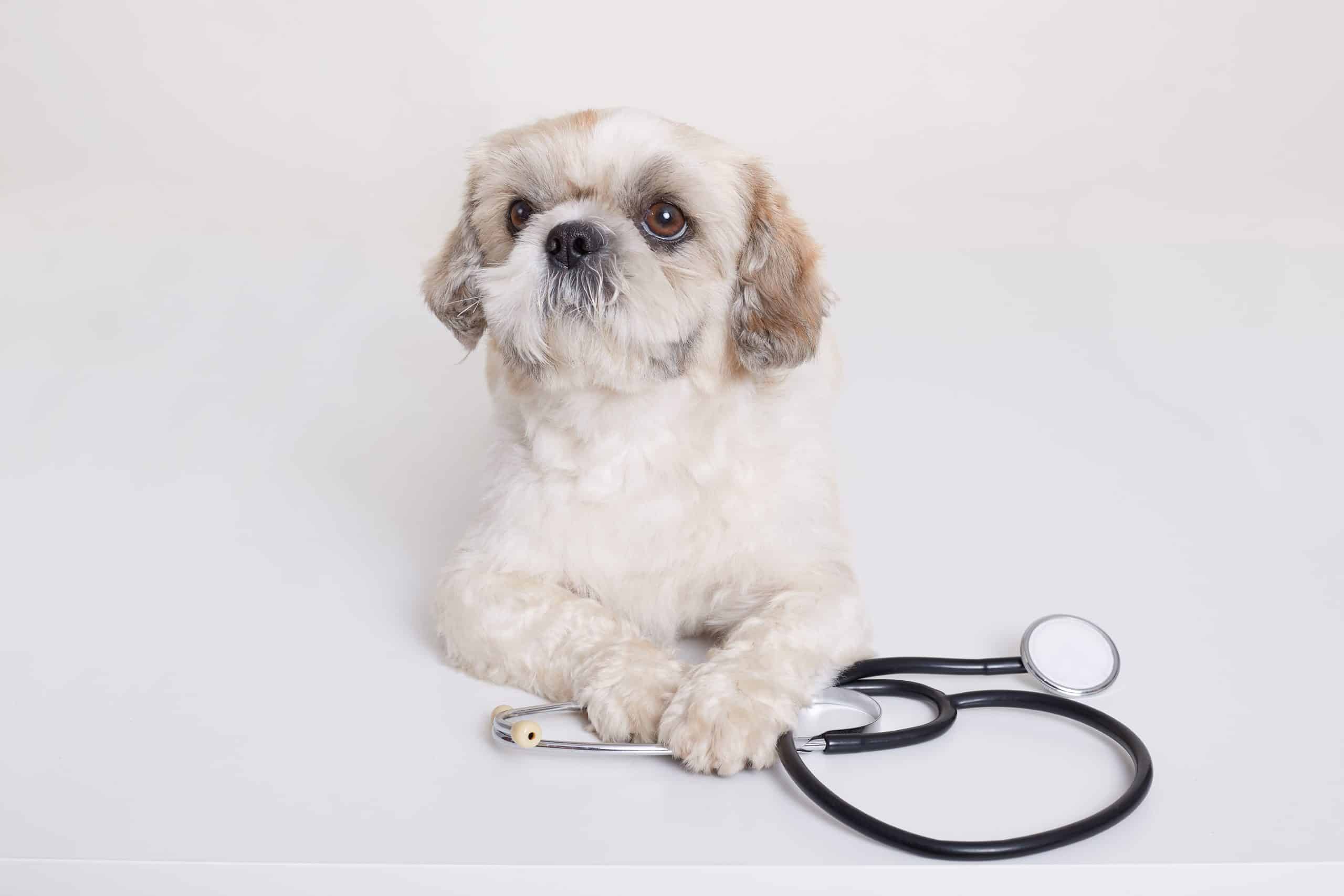 לחץ דם גבוה אצל כלבים: מה חשוב לדעת בנושא