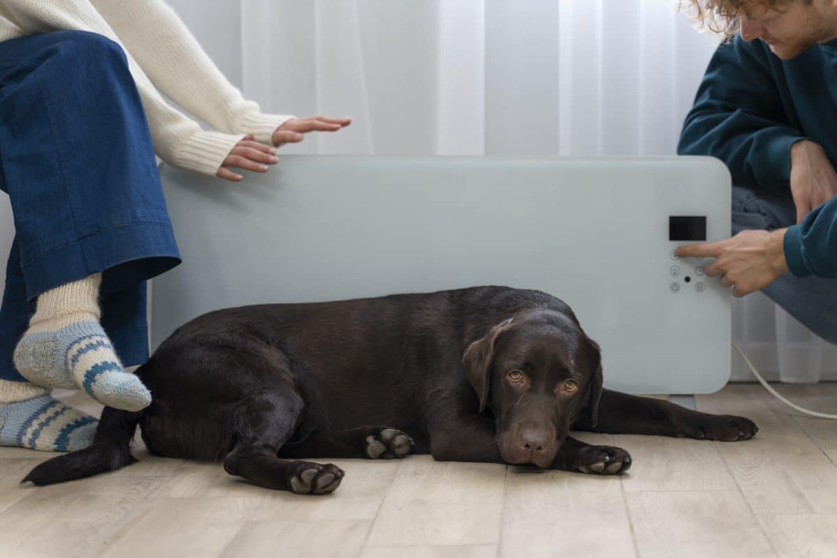 כלבים עם קיבה רגישה: סימני זיהוי ודרכי טיפול לכלבים עם בטן רגישה