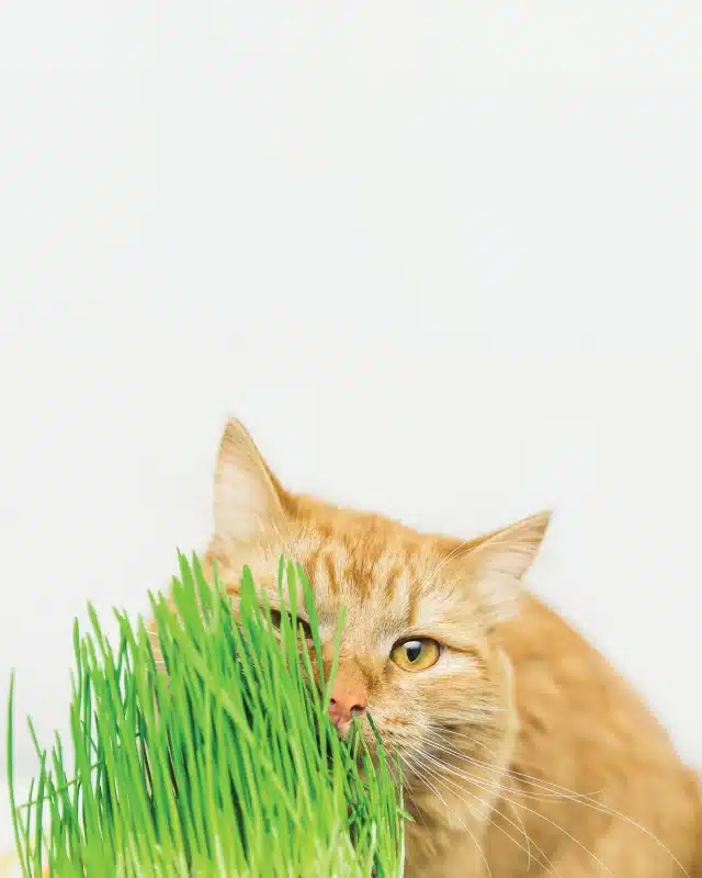 M-PETS | דשא לחתול