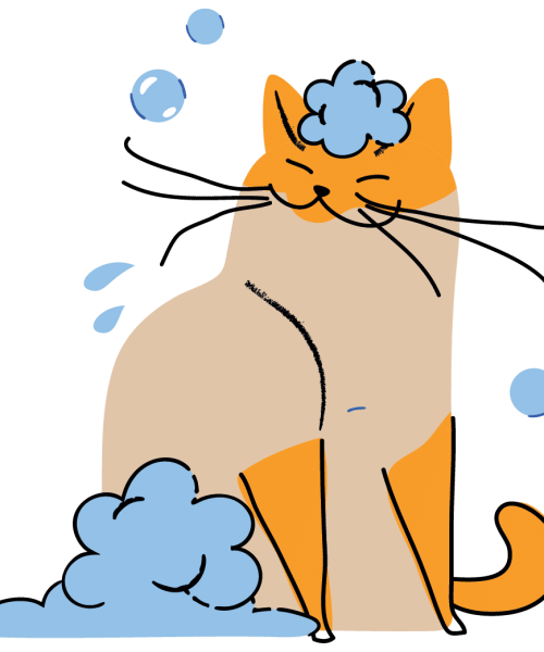 שמפו וטיפוח לחתולים