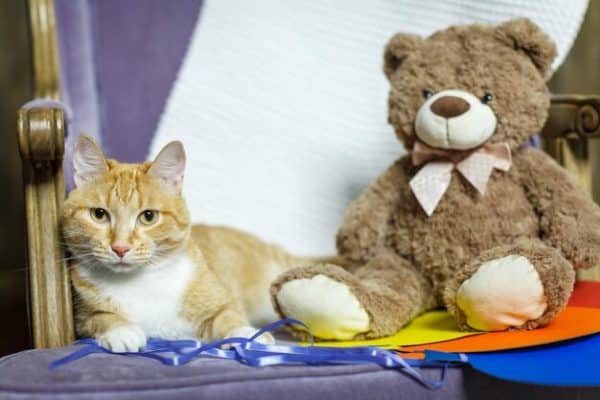 איך לבחור צעצועים מתאימים לחתול שלך: לשחק נכון, לחיות טוב