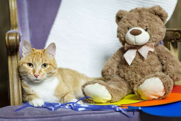 איך לבחור צעצועים מתאימים לחתול שלך: לשחק נכון, לחיות טוב