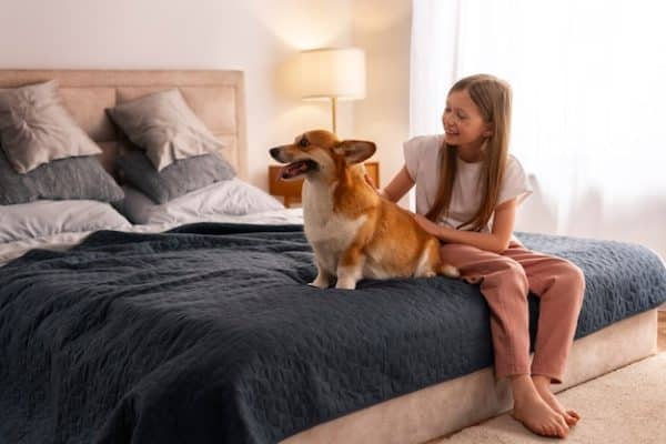 איך לבחור מיטה שתתאים בדיוק לכלב שלך