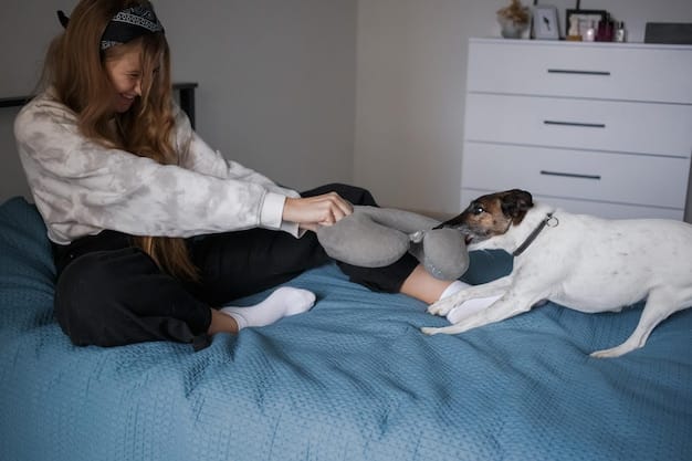 איך לבחור מיטה שתתאים בדיוק לכלב שלך